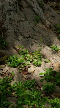 Vertical natural background of large tree roots with small green plants growing in sunlight, showing forest floor texture, resilience and organic growth.