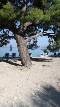 Vertical screen seaside pine tree casting cool shade above a quiet pebble beach with empty loungers and calm blue water creating a relaxing summer escape for all