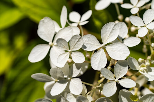 White hydrangea flowers close up in summer garden, closeup. Beautiful white hydrangea paniculata blossoms in macro shot with soft green leaves background, representing nature, spring, and floristry