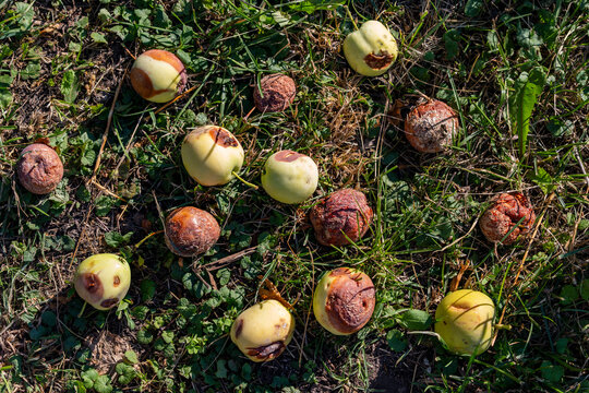 Rotten apples fallen on green grass in orchard, closeup. Spoiled and rotten apples lying on the ground in green grass, representing crop loss, plant disease, food waste, and autumn harvest problems