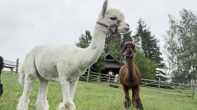 Two alpacas standing in a green pasture near a farm fence and small barn on a cloudy day