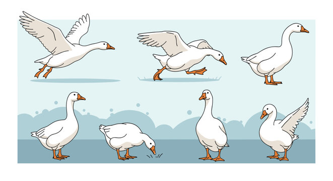 White geese vector cartoon set showing domestic birds in various poses like walking, running, and flying.