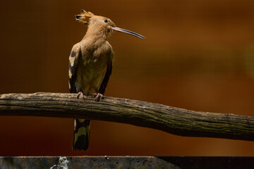 Eurasian Hoopoe with Distinctive Crest Perched inside a Zoo Aviary © Couperfield