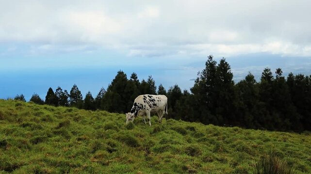 Cows grazing on the green pasture eating grass in Azores Portugal