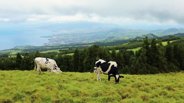 Cows grazing on the green pasture eating grass in Azores Portugal