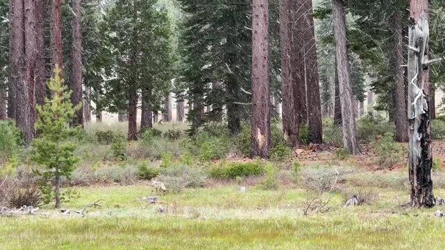 A coyote moves across a green meadow bordered by tall pine trees as light snow falls in a forested area near Sand Harbor Lake Tahoe during transitional weather conditions