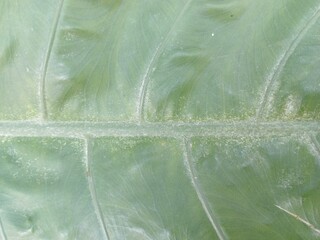 Textured Alocasia Leaf Vein Close-Up Detailed Tropical Plant Beauty Macro Shot © Mochamad