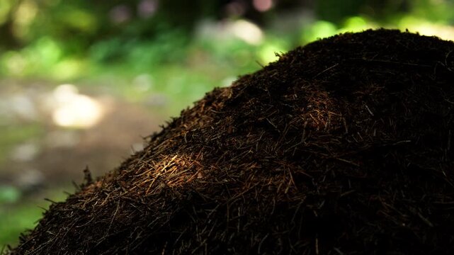 Large ant nest in a forest, with numerous ants moving across the mound among soil, pine needles and organic material.