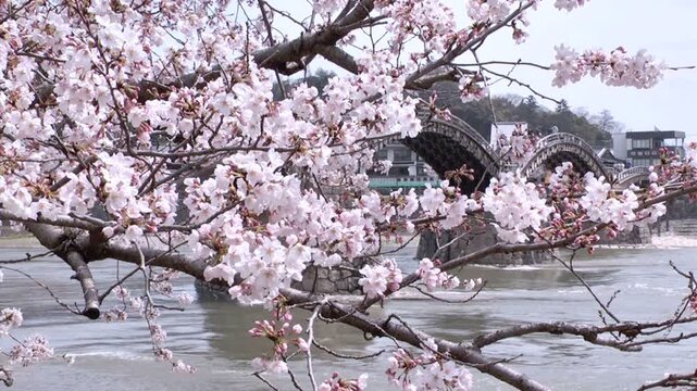 錦帯橋と桜