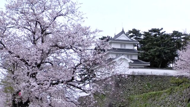 島原城と桜