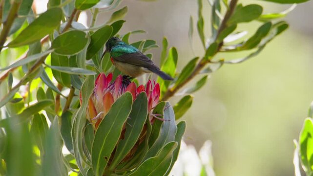 Male Southern Double-Collared Sunbird Feeding on Protea Flower in South Africa