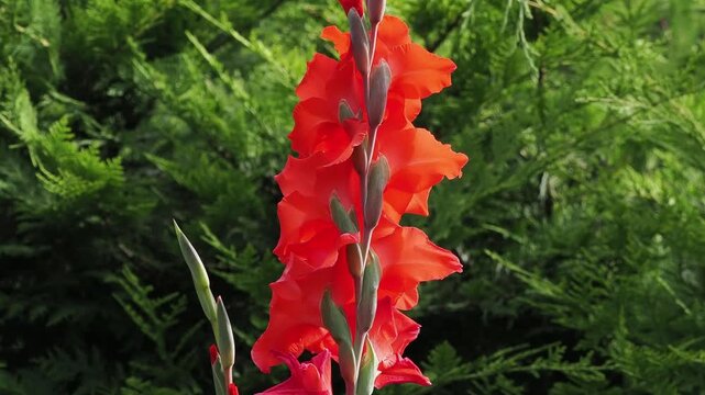 Red gladioli with conifer background.