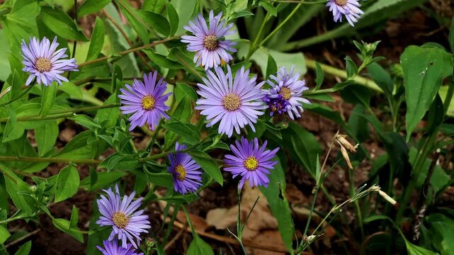 Clusters of purple aster ,frikatii monch, blooms gently among green leaves in a summer UK flower border.