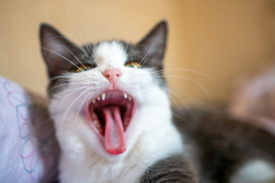 Cat Yawning Closeup Home