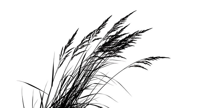 Black and white ink drawing of wild grass blades