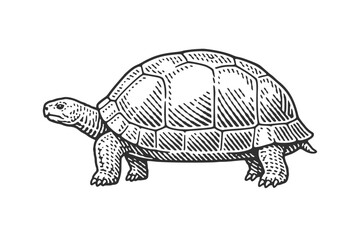 Fototapeta premium Tortoise. Vintage woodcut engraving linocut vector illustration.