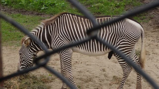 A zebra eating or feeding on grass behind a fence inside its enclosure. The mammal has its unique black and white stripes. Located in "Parque de las leyendas" in Lima, Peru.