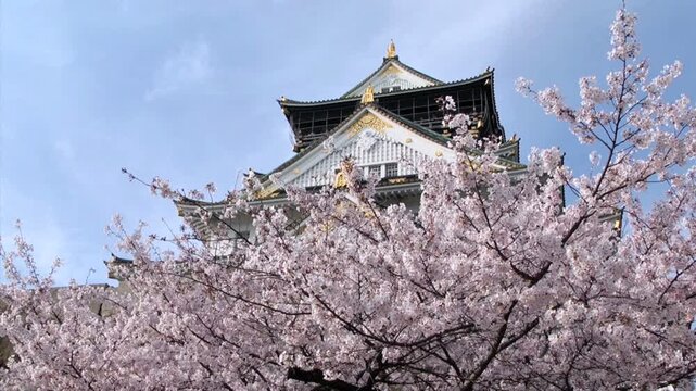 大阪城と桜