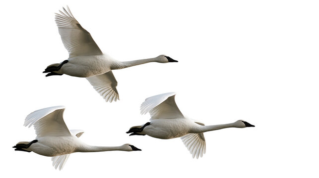 Three whooping swans flying gracefully isolated on transparent background PNG element
