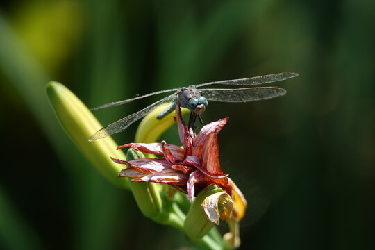 the male keeled skimmer dragonfly (Orthetrum coerulescens)