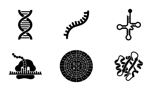 Molecular Biology Icons Set, DNA Helix, RNA Strand, tRNA, Ribosome, Genetic Code, Protein Structure, Science Vector Graphics