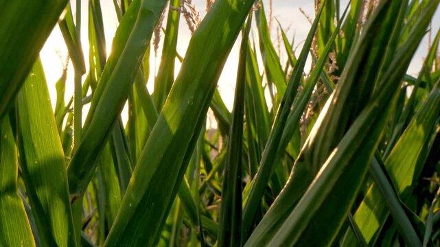 Close-up of tall green corn plants with sunlight filtering through the leaves. The scene captures the lush growth of a cornfield in summer.
