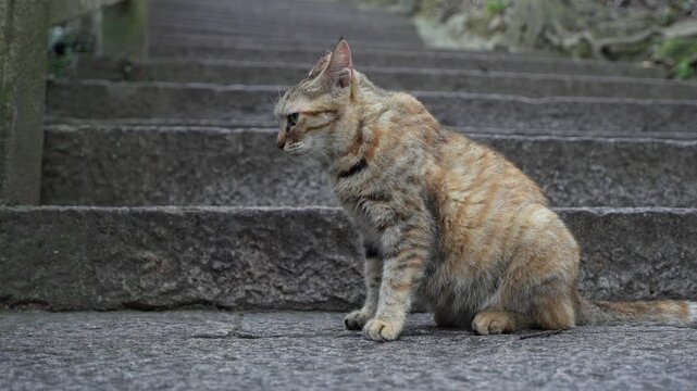 A shy cat looking away and stands still on the stone footpath (4K50p)