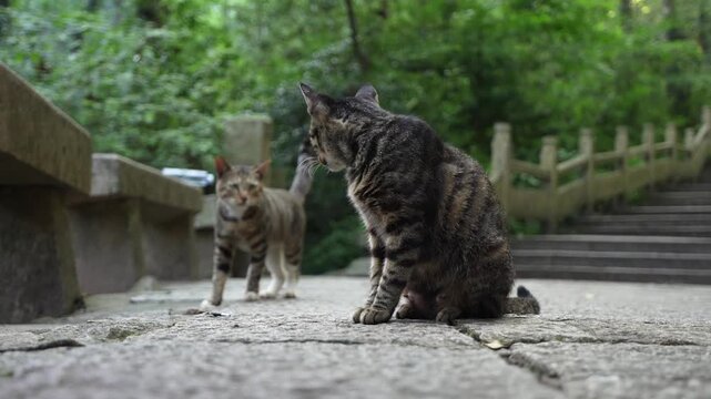 Adorable interaction between two kittens (4K50p)
