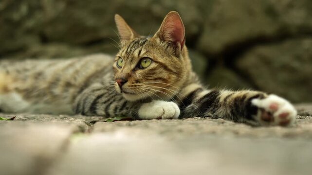 An alert stray cat looking around on the Putuo Mountain Temple Grounds (4K25p)