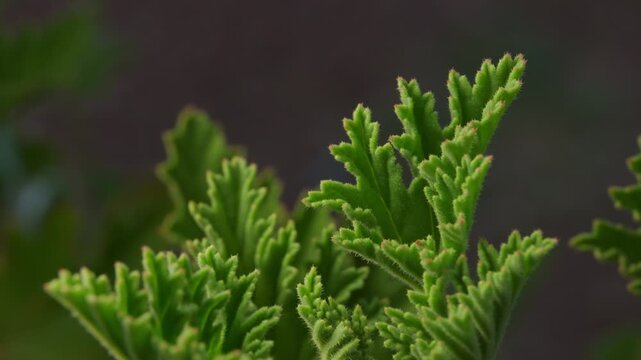 Close-up Of Green Citronella Leaves With Light Moving In Outdoor Garden.