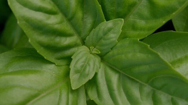 Fresh Green Basil Leaves Growing In A Garden Under Daylight. close-up shot
