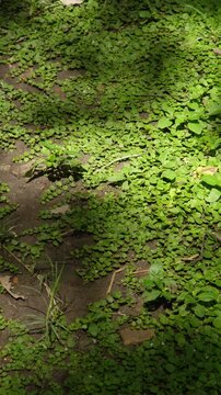 Vertical natural background of tiny green ground cover plants spreading across shaded soil, creating a fresh botanical texture with soft sunlight and organic detail.