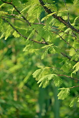Fototapeta premium Dawn redwood branches with yellow-green feathery leaves lit from the upper right, rough bark cracks and mottled moss on branches, Sanxing, Yilan, Taiwan.
