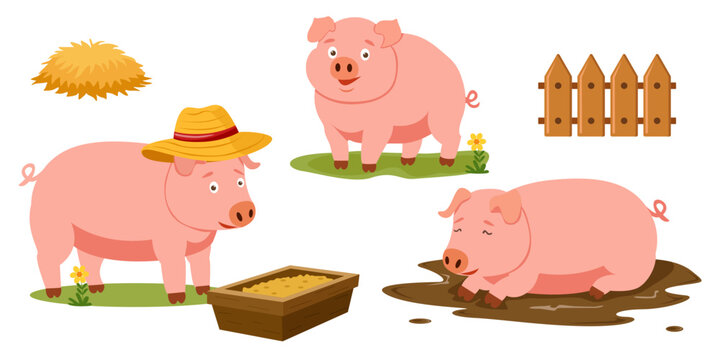 Pig farm set with pigs, feeding trough, hay, fence and mud. For agriculture posters, cards, packaging, educational design. On white background.