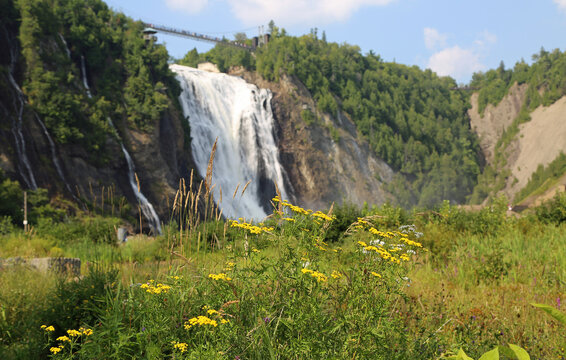 Tansy flowers with waterfalls - Montmorency Falls - Quebec, Canada