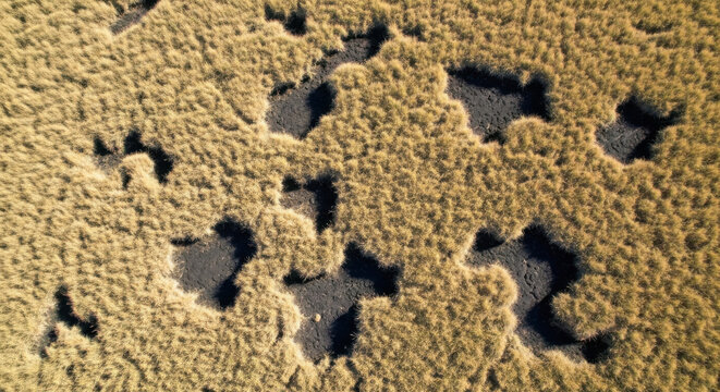 Aerial Top-Down View of Golden Bunchgrass Tufts and Dark Volcanic Soil Patterns in High Altitude Wilderness