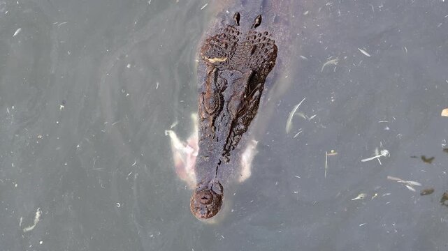 Crocodile with meat in its jaws in the water
