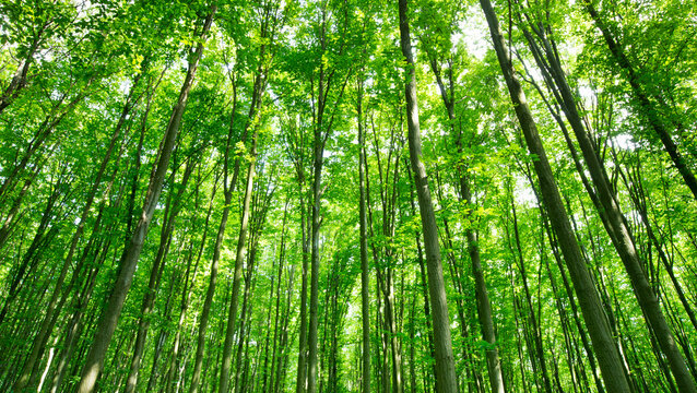 forest trees. nature green wood sunlight backgrounds