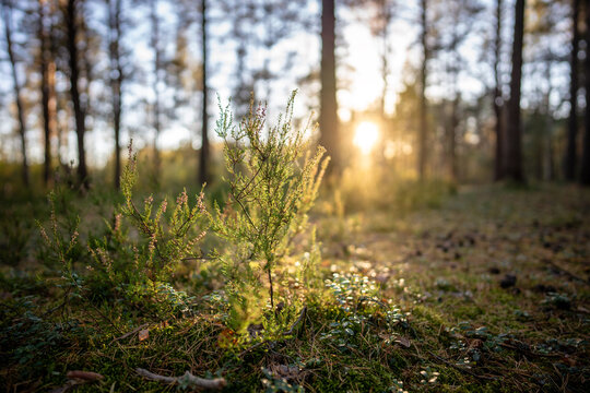 Morning in wild fall pine forest with rays of sun shining through heather bush and trees. Autumn woodland landscape with light of sunrise beaming. Calmness at sunset on nature