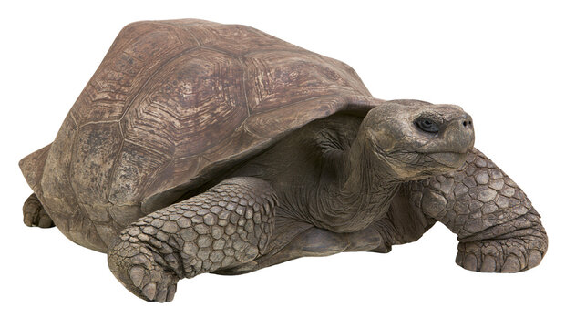 Giant tortoise with textured shell and scaly legs, isolated on transparent background