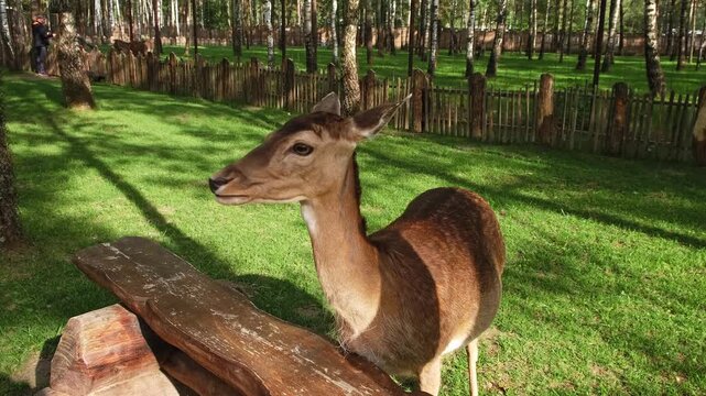 A young deer with light brown fur stands on a grassy lawn, looking directly at the camera with a curious expression. The roe deer is wagging its tail. Cute animals. Close-up portrait. 4k footage.