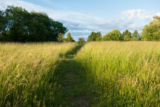 Sommerwiese mit B&auml;umen