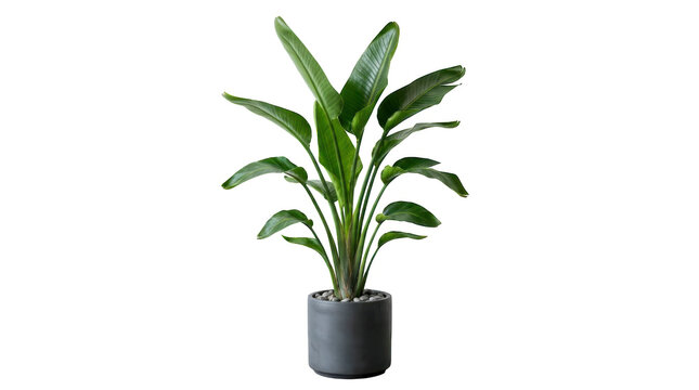 Green bird of paradise plant in a grey ceramic pot for home decor isolated on transparent background