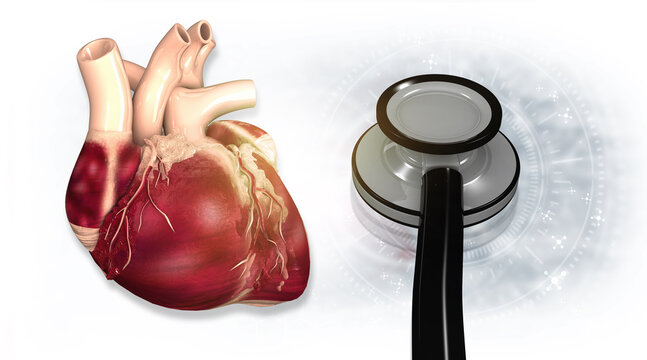 Realistic anatomical human heart model and professional stethoscope for cardiology diagnostics and cardiovascular health. 3d illustration