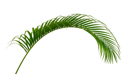 Fresh green palm leaf branch isolated on a simple clean background isolated on transparent background © Designer