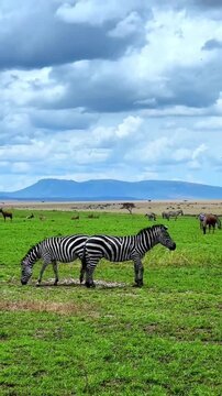 Zebras Roaming the African Savanna under Cloudy Sky