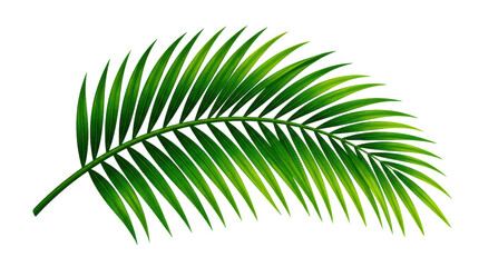 Fresh green palm leaf isolated on a simple clean background isolated on transparent background © Designer