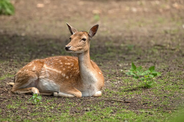 Fallow deer resting in a clearing © Janusz