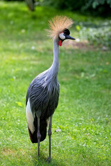 Grey Crowned Crane in a clearing © Janusz