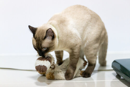 A playful Siamese cat biting and grabbing a plush soft toy on the floor.